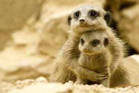 Stokstaartjes So Sweet Animals Beautiful Baby Meerkat Cute Baby Animals
