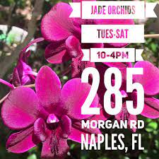Our mission is to conserve and restore collier county's native plant communities. Jade Orchids Home Facebook