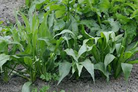 Image result for Pseudopodospermum hispanicum