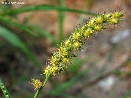 Image result for Cenchrus