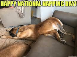 You can celebrate dogs and pride with our pride puppies! Happy National Napping Day Dog Meme Memezila Com