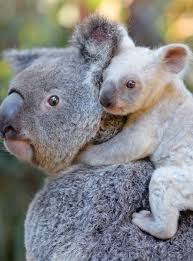 Could This Be Your Life S Calling You Can Help Name This Adorable White Baby Koala Koala Bear Cute Baby Animals Baby Koala