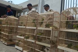 Walaupun memiliki nama cucak ternyata burung cucak ijo bukan merupakan satu suku dengan burung cucak jawa maupun cucak rowo. 200 Burung Cucak Ijo Tak Bertuan Ditemukan Di Perak Suara Surabaya