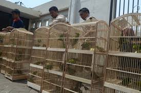 Burung cucak ijo semakin banyak peminatnya dari mulai orang biasa hingga sebatas menyukai burung dan juga para pecinta burung yang memang sangat fanatik sekali mengkoleksi burung kicau. 200 Burung Cucak Ijo Tak Bertuan Ditemukan Di Perak Suara Surabaya