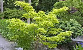 goldahorn kostbares kleinod pflanzen ziergarten garten