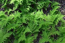 Image result for Dennstaedtiaceae