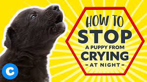 Puppy Is Crying At Night Why And What To Do Houndgames