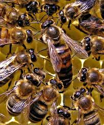 Luxury playing cards on kickstarter! Carniolan Queen Honey Bees For Sale Free Shipping In Iowa Usa Lappe S Bee Supply