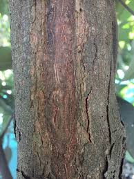 Image result for Englerophytum natalense