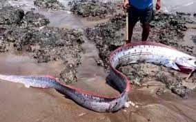 Ok gw bilangin ini bukan baby shark du du du du oke bukan beda jauh!!!! Memancing Ikan Laut Dalam Sempoi Gilaa Bangkai Ikan Laut Dalam Apabila Sobat Mengalami Mimpi Ini Maka Hal Ini Merupakan Sebuah Pertanda Baik Will Fred