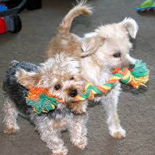 Tempe veterinary hospital home facebook. Tempe Pet Clinic Home Facebook