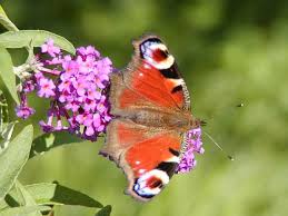 Image result for Komule střídavolisté