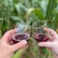 2026 Wine Craze Corn Maze