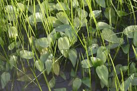 Image result for Heteranthera callifolia