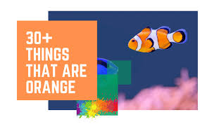 You have the choice ! Things That Are Orange Learning Colors For Kids 30 Orange Things