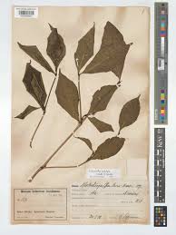 Image result for Aulacocalyx