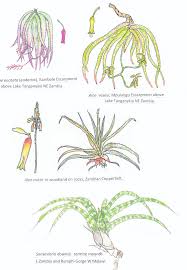 Image result for Monadenium filiforme