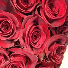 Hours may change under current circumstances Photos At Rosa Rosa Flowers Upper East Side New York Ny
