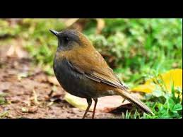 Sound Of Birds Chirping In The Morning Mp3 Free Download Best Nightingale Song 3 Hours Realtime Nightingale Singing No Loop Birdsong Birds Chirping Youtube Nightingale Nature Sounds Animal Sounds