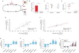Methyl Metabolite Depletion Elicits Adaptive Responses To