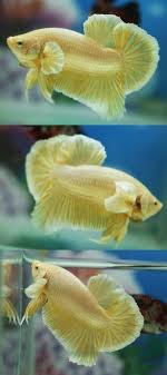 Item Fwbettashmp1464062472 Gold Big Ear A008 Ends Mon May 23 2016 11 01 12 Pm Cdt Betta Fish Betta Tropical Fish
