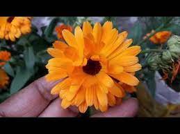 128 Bhut Hi Gunkari No Maintenance Must Grow Winter Summer Plant Calendula Youtube Summer Plants Types Of Soil Calendula