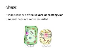 Maybe you would like to learn more about one of these? Cell Theory In 1665 British Scientist Robert Hooke