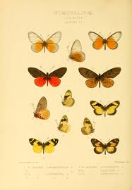 Image result for Scepocarpus hypselodendron