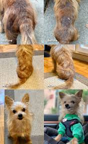 Maybe you would like to learn more about one of these? Tail Waggin Cinderella Happy Stories And Makeovers Furry Friends Rescue Dog Cats Adoption Fostering In San Francisco Bay Area