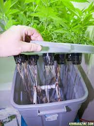 Harvest A Pound Every Three Weeks The Stinkbud Way 420 Magazine