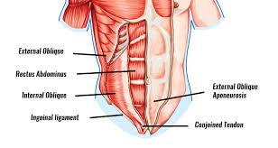 The medial and thinner one separates the vastus medialis from the adductores and pectineus. Gilmore S Groin Symptoms Causes Treatment Surgery