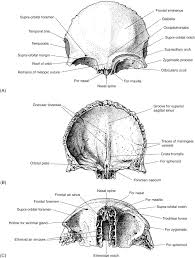 Image result for Frontal Bone