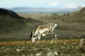 The arctic tundra is located obviously in the northern hemisphere, hence the name arctic. Reindeer Are Real And So Are The Challenges They Face The Polar Connection