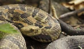 The Most Venomous Snakes Of Florida Worldatlas Com