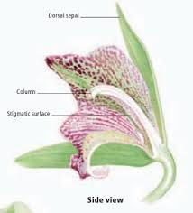 Image result for Rhipidoglossum ovale