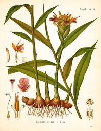 Digital Download Digital Download Antique Ginger Root Flower Plant Illustration 11 Inches By 14 Inches High Resolution 300 D Medicinal Herbs Ginger Plant Herbs