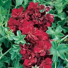 Your only option is to pull the weeds by hand. Geranium Ivy Red
