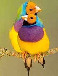Birds Of A Feather Movie 2020 Pin By Betty Barclay On Birds Of A Feather In 2020 Beautiful Birds Bird Pictures Birds
