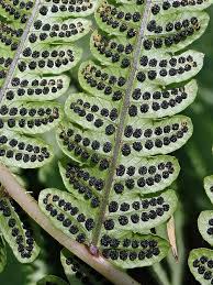 Image result for Pneumatopteris