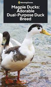 The magpie breed is thought to have originated from the huttegem and indian runner duck breeds. Magpie Ducks Adorable Dual Purpose Duck Breed