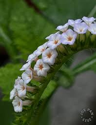 Image result for Heliotropium indicum