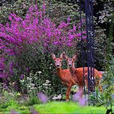 Both may have been treated with pesticide or herbicide, and roadside flowers may be. Best Deer Resistant Plants Plants That Deer Don T Eat