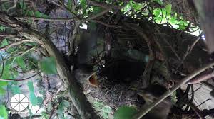 Check spelling or type a new query. Blackbird Chicks Leaving Nest Youtube