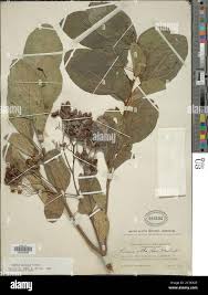 Image result for Cordia goetzei