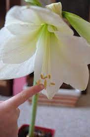 Using An Amaryllis Bloom To Go With Parts Of The Flower Puzzle Cards Parts Of A Flower Flowers Gardening For Kids