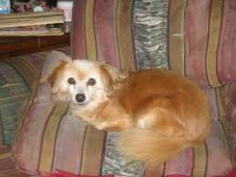 Maybe you would like to learn more about one of these? Pet Adoption Stories Search Results Petfinder