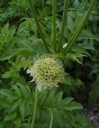 Image result for Cephalaria pungens