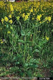 Check spelling or type a new query. Wild Mustard Cornell Weed Identification
