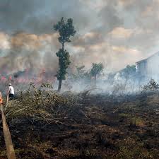 What you need to know and what you can do. Three Things Jokowi Could Do Better To Stop Forest Fires And Haze In Indonesia