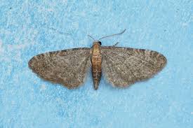 Image result for Eupithecia tenuiata